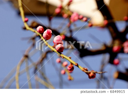 stock photo: spring material · lovely red plum bud · blue sky