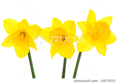 yellow图片免费,yellow在线高清图片 图库照片: three yellow narcissus