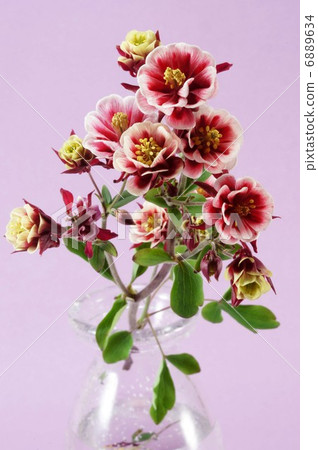图库照片 双花odamaki