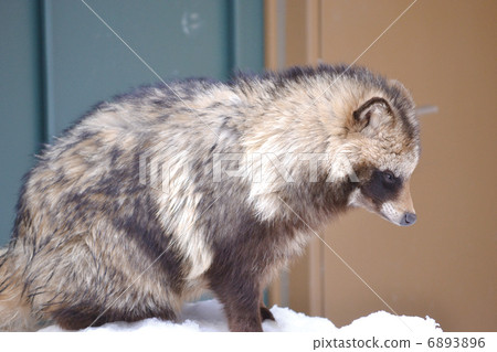 hao, raccoon dogs, racoon dog