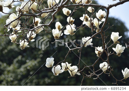 white magnolia, white lotus, deciduous - stock photo [6895234]