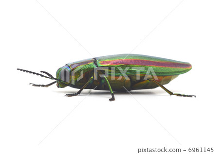 stock photo: a badger beetle