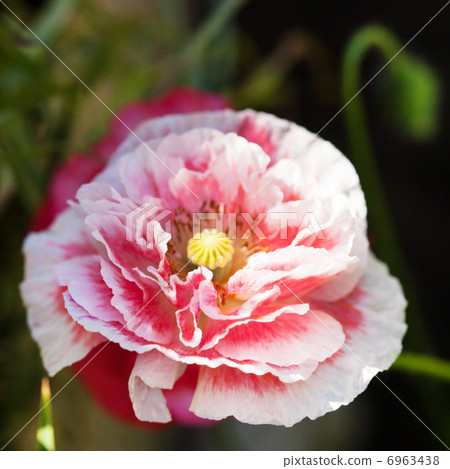 照片 poppy flower 首页 照片 健康_美容 疾病 花粉过敏 poppy flower
