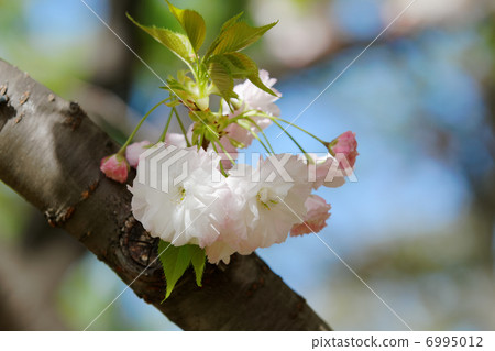 图库照片: 美丽的樱花在城市农业公园·松月的花,芽和嫩叶