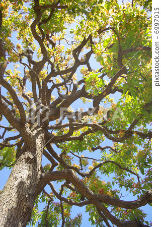 tree, camphor tree, wood