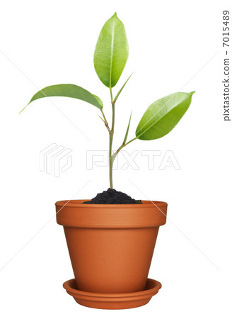 flowerpot,sprouts home plant in flowerpot.