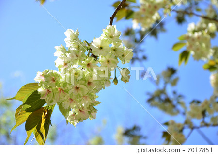 stock photo: miserly yellow cherry tree (2013.4)