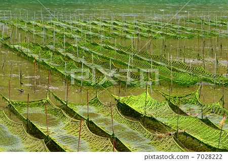 photo : dried laver, seaweed cultivation, sea lettuce