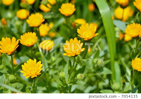 图库照片 植物·金盏花菊花