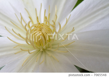 照片素材(图片): 雌蕊 雪白 雄蕊