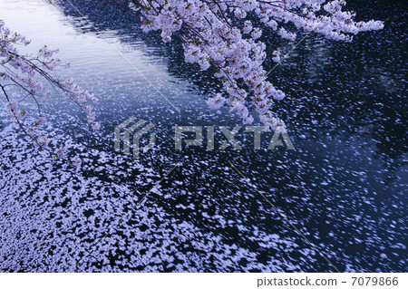 水面の桜の花びら 7079866