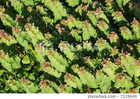 图库照片: 紫色死荨麻 唇形科象草 小野芝麻