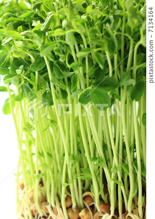 bean sprouts, growth, close formation