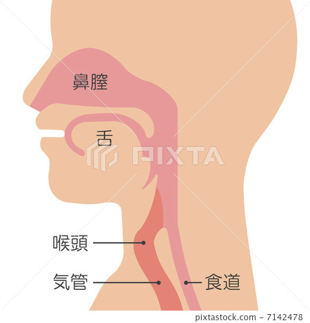 植物种子剖面图