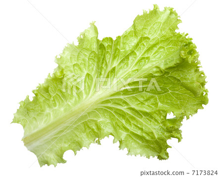 图库照片: leaf lettuce