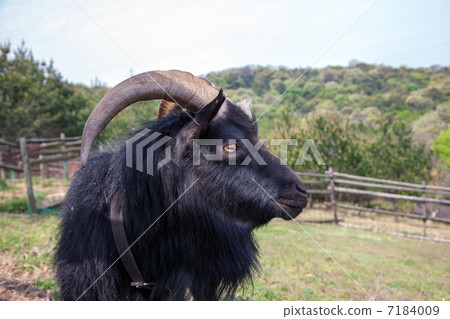 black goat, mountain goat, nook