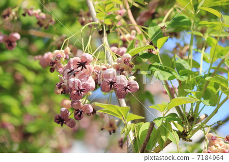 stock photo akiba's flower