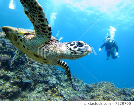 diver, sea turtle, divers