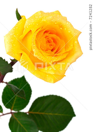 图库照片: single yellow rose