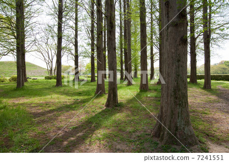 tree, larch forest, japanese larch