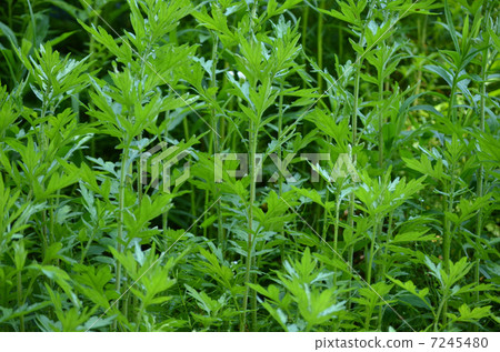 植物_花 青草_树叶 草地 照片 豚草 首页 照片 植物_花 青草_树叶