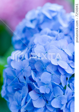 stock photo: blue hydrangea