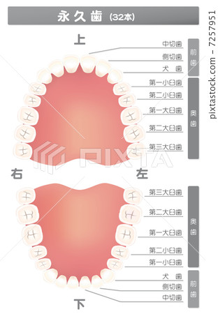 插图素材: 永久牙齿图 查看全部