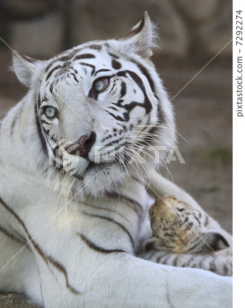 photo : drunk person, white tiger, tigers