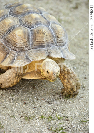 stock photo turtle turtle