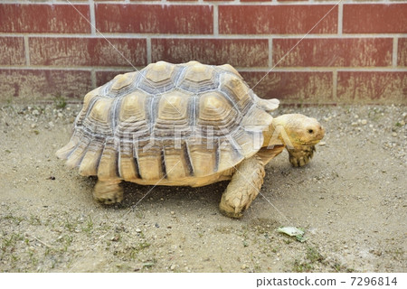 stock photo: tortoise, african spurred tortoise, turtle