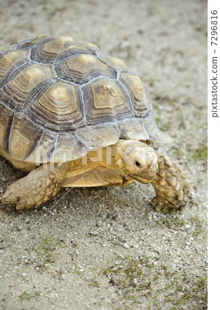 african spurred tortoise, tortoise, turtle