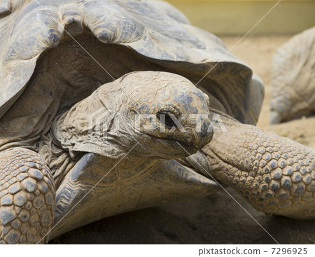 stock photo: african spurred tortoise, tortoise, turtle