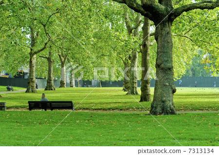 stock photo: green park, lawn, sward