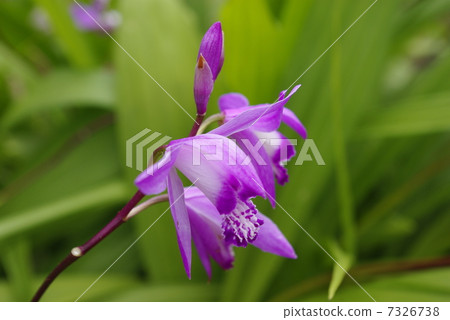 照片素材(图片 紫色兰花 花朵 花