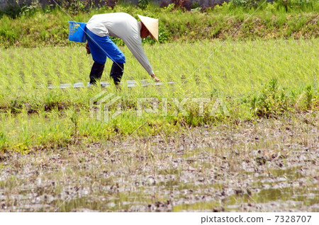 hand-planting, rice planting, farming