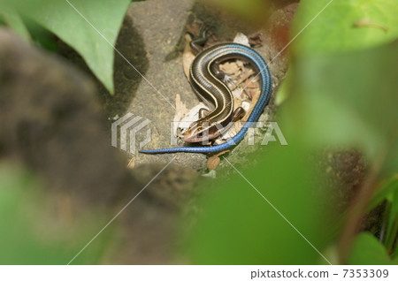 blue, reptile, reptilian