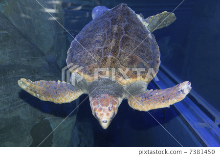 乌龟 红海龟 海洋生物