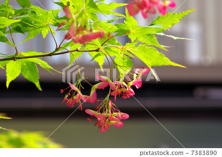 花粉过敏 照片 枫叶 红叶 枫 首页 照片 健康/美容 疾病 花粉过敏