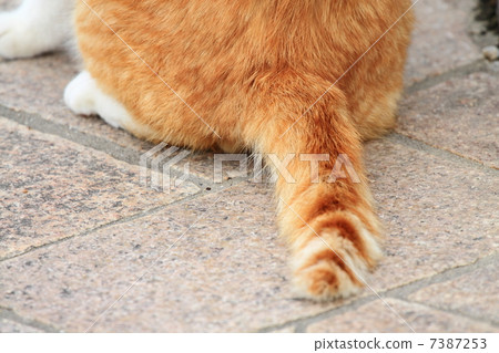 photo : tail, pussy, cat