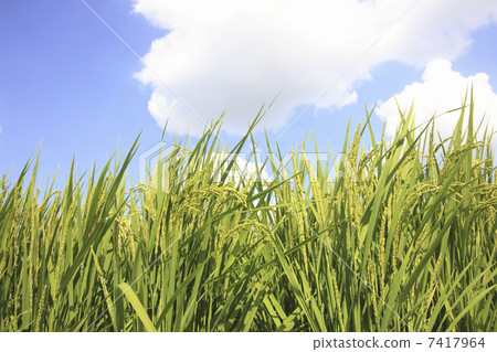 photo : paddy, ear of rice, rice plant