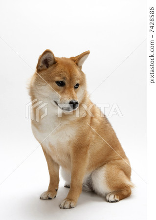 stock photo: shiba inu