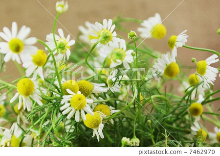 图库照片: 甘菊 甘菊花 棕色背部