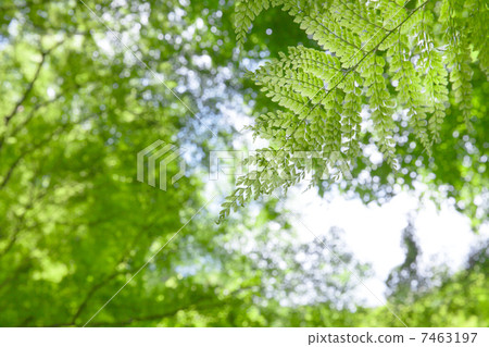 stock photo: verdure, fern, leaf