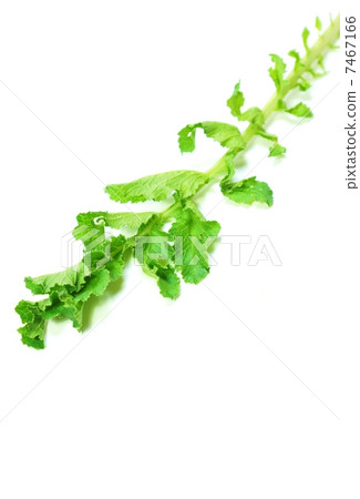 daikon flower lobe leaves