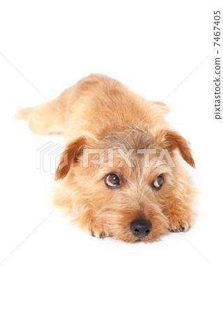 stock photo: norfolk terrier see all