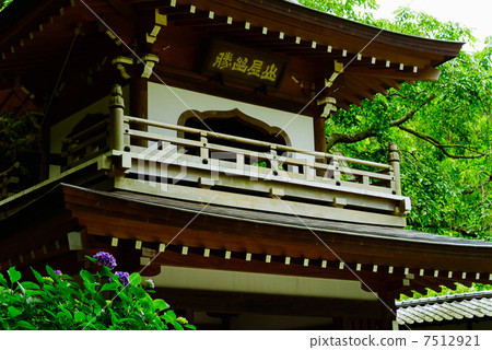 紫阳花 浄智寺 镰仓 7512921