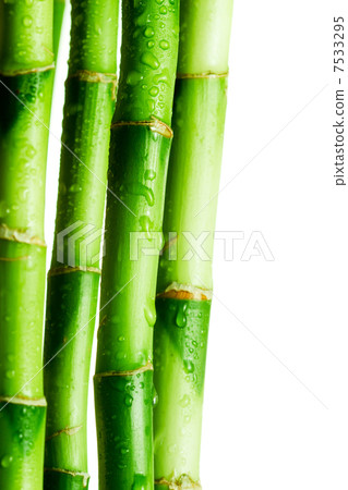 bamboo