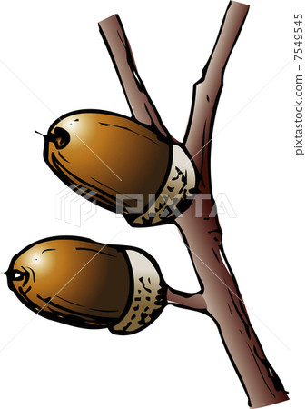 acorn, berry, tree nuts