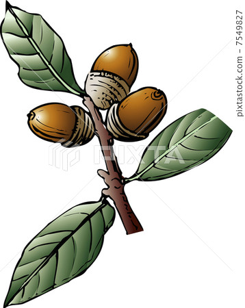 stock illustration: acorn, bamboo leaved oak, handwriting