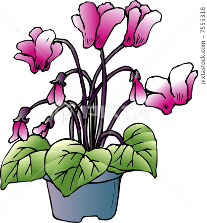 flower, flowers, cyclamen